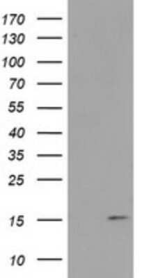 Western Blot: FAM127C Antibody (OTI1A6) - Azide and BSA Free [NBP2-71867] - Analysis of HEK293T cells were transfected with the pCMV6-ENTRY control (Left lane) or pCMV6-ENTRY FAM127C.
