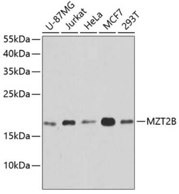 Western Blot: FAM128B Antibody [NBP3-03291] - Analysis of extracts of various cell lines, using FAM128B antibody at 1:1000 dilution. Secondary antibody: HRP Goat Anti-Rabbit IgG (H+L) at 1:10000 dilution. Lysates/proteins: 25ug per lane. Blocking buffer: 3% nonfat dry milk in TBST. Detection: ECL Bas