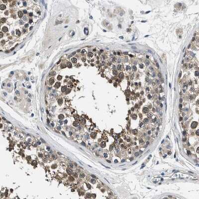 Immunohistochemistry-Paraffin: FAM129B Antibody [NBP1-88785] - Staining of human testis shows distinct cytoplasmic positivity in seminiferous duct cells.