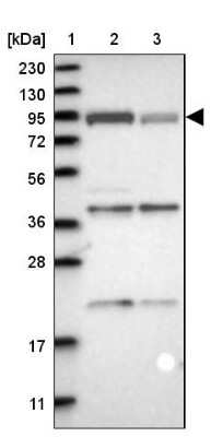 Western Blot: FAM129B Antibody [NBP1-88785] - Lane 1: Marker  [kDa] 230, 130, 95, 72, 56, 36, 28, 17, 11.  Lane 2: Human cell line RT-4.  Lane 3: Human cell line U-251MG sp