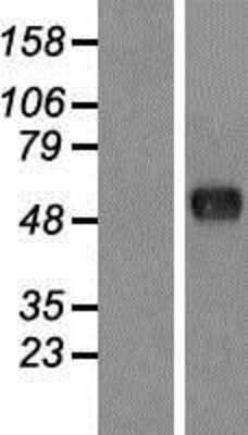 Western Blot: FAM130A1 Overexpression Lysate (Adult Normal) [NBP2-06182] Left-Empty vector transfected control cell lysate (HEK293 cell lysate); Right -Over-expression Lysate for FAM130A1.