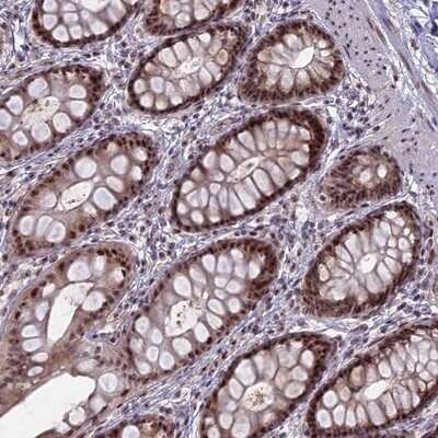 Immunohistochemistry-Paraffin FAM131A Antibody - BSA Free