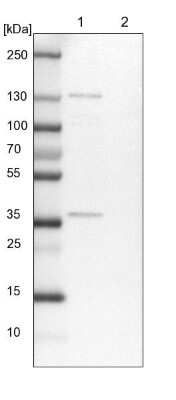 Western Blot FAM131A Antibody - BSA Free