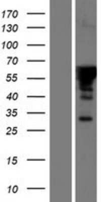 Western Blot: FAM131A Overexpression Lysate (Adult Normal) [NBP2-05550] Left-Empty vector transfected control cell lysate (HEK293 cell lysate); Right -Over-expression Lysate for FAM131A.