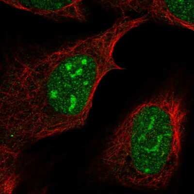 Immunocytochemistry/ Immunofluorescence FAM133B Antibody - BSA Free