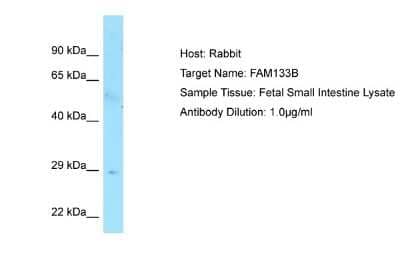 Western Blot: FAM133B Antibody [NBP1-98589] - Antibody Dilution: 1.0ug/ml Sample Tissue: Human Small Intestine.