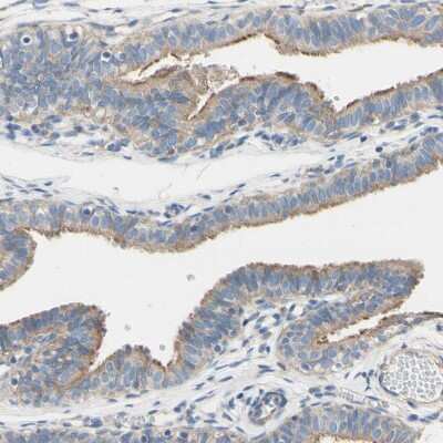 Immunohistochemistry-Paraffin: FAM134A Antibody [NBP1-91168] - Staining of human fallopian tube shows moderate cytoplasmic positivity in glandular cells.