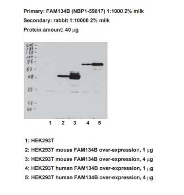 Western Blot FAM134B Antibody - BSA Free