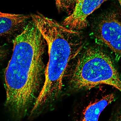 Immunocytochemistry/ Immunofluorescence FAM13A Antibody