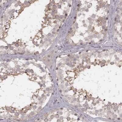 Immunohistochemistry-Paraffin: FAM13B1 Antibody [NBP2-57951] - Immunohistochemical staining of human testis shows cytoplasmic positivity in seminiferous ducts.