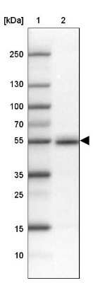 Western Blot: FAM149B1 Antibody [NBP1-81452] - Lane 1: Marker  [kDa] 250, 130, 100, 70, 55, 35, 25, 15, 10.  Lane 2: Testis