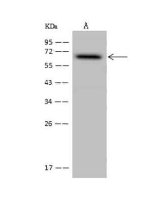 Western Blot: FAM149B1 Antibody [NBP3-06311] - Anti-FAM149B1 rabbit polyclonal antibody at 1:500 dilutionLane A: U-251MG Whole Cell LysateLysates/proteins at 30 ug per lane.SecondaryGoat Anti-Rabbit IgG (H+L) HRP at 110000 dilution.Developed using the ECL technique.Performed under reducing conditions.Predicted band size:65 kDaObserved band size:65 kDa