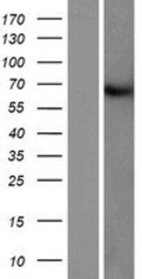 Western Blot: FAM149B1 Overexpression Lysate (Adult Normal) [NBP2-10025] Left-Empty vector transfected control cell lysate (HEK293 cell lysate); Right -Over-expression Lysate for FAM149B1.