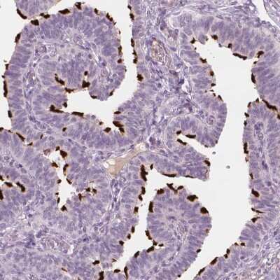 Immunohistochemistry-Paraffin: FAM154B Antibody [NBP1-90520] - Staining of human fallopian tube shows high expression.