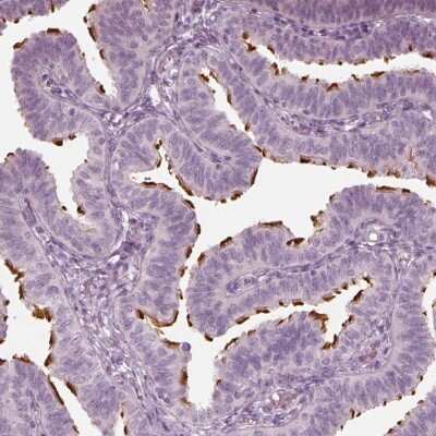 Immunohistochemistry-Paraffin: FAM154B Antibody [NBP1-90521] - Staining of human fallopian tube shows strong positivity in cilia of glandular cells.