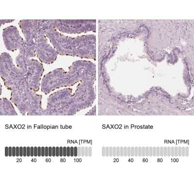 Immunohistochemistry-Paraffin: FAM154B Antibody [NBP1-90521] - Staining in human fallopian tube and prostate tissues using anti-SAXO2 antibody. Corresponding SAXO2 RNA-seq data are presented for the same tissues.