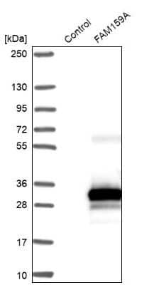 Western Blot: FAM159A Antibody [NBP2-48597] - Analysis in control (vector only transfected HEK293T lysate) and FAM159A over-expression lysate (Co-expressed with a C-terminal myc-DDK tag (3.1 kDa) in mammalian HEK293T cells).