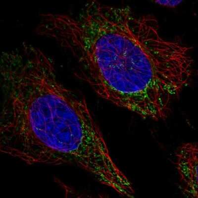 Immunocytochemistry/ Immunofluorescence FAM160A2 Antibody - BSA Free