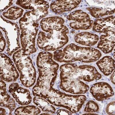 Immunohistochemistry-Paraffin: FAM160A2 Antibody [NBP2-34173] - Staining of human kidney shows strong cytoplasmic positivity in renal tubules.