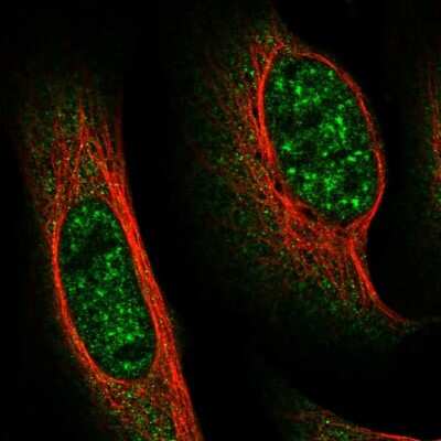 Immunocytochemistry/ Immunofluorescence FAM160B1 Antibody - BSA Free