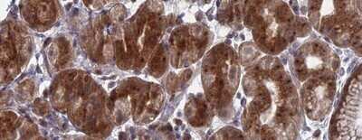 Immunohistochemistry-Paraffin FAM160B1 Antibody - BSA Free