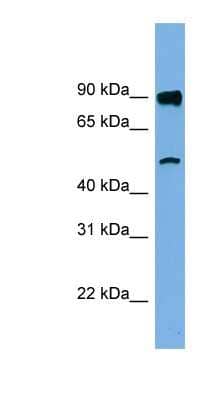 Western Blot: FAM160B1 Antibody [NBP1-57822] - Jurkat cell lysate, concentration 0.2-1 ug/ml.