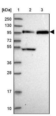 Western Blot FAM160B1 Antibody - BSA Free