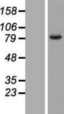Western Blot FAM161B Overexpression Lysate