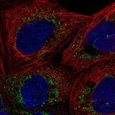 Immunocytochemistry/Immunofluorescence: FAM162A Antibody [NBP2-58663] - Staining of human cell line A-431 shows localization to mitochondria. Antibody staining is shown in green.