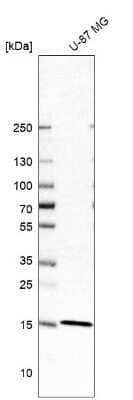 Western Blot: FAM162A Antibody [NBP1-86792] - Analysis in human cell line U-87 MG.