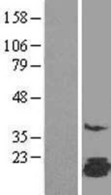 Western Blot FAM162A Overexpression Lysate