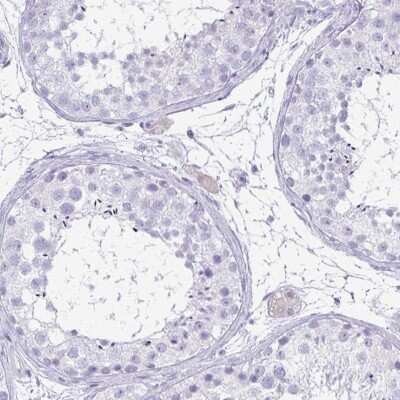 Immunohistochemistry-Paraffin FAM162B Antibody - BSA Free