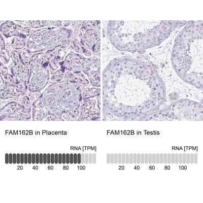 Immunohistochemistry-Paraffin FAM162B Antibody - BSA Free