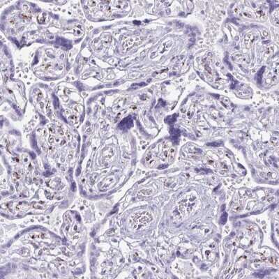 Immunohistochemistry-Paraffin FAM162B Antibody - BSA Free