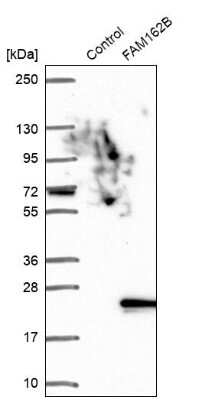 Western Blot FAM162B Antibody - BSA Free