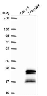 Western Blot FAM162B Antibody - BSA Free