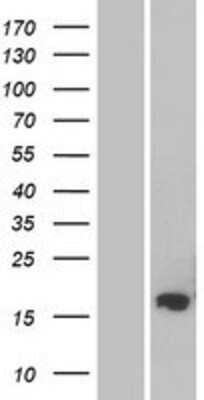 Western Blot: FAM162B Overexpression Lysate (Adult Normal) [NBP2-08438] Left-Empty vector transfected control cell lysate (HEK293 cell lysate); Right -Over-expression Lysate for FAM162B.