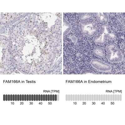 Immunohistochemistry-Paraffin: FAM166A Antibody [NBP1-90930] - Staining in human testis and endometrium tissues using anti-FAM166A antibody. Corresponding FAM166A RNA-seq data are presented for the same tissues.