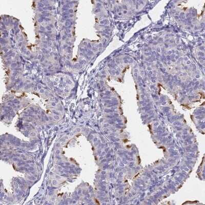 Immunohistochemistry-Paraffin: FAM166B Antibody [NBP1-94176] - Staining of human fallopian tube shows high expression.