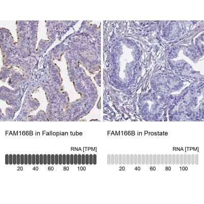 Immunohistochemistry-Paraffin: FAM166B Antibody [NBP1-94176] - Staining in human fallopian tube and prostate tissues using anti-FAM166B antibody. Corresponding FAM166B RNA-seq data are presented for the same tissues.
