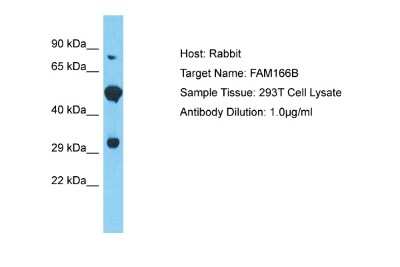 Western Blot FAM166B Antibody - BSA Free