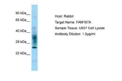 Western Blot: FAM167A Antibody [NBP2-84895] - Host: Rabbit. Target Name: FAM167A. Sample Type: U937 Whole Cell lysates. Antibody Dilution: 1.0ug/ml