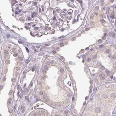 Immunohistochemistry-Paraffin: FAM168B Antibody [NBP2-49343] - Staining of human kidney.