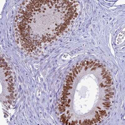 Immunohistochemistry-Paraffin: FAM169A Antibody [NBP1-93616] - Staining of human epididymis shows high expression.
