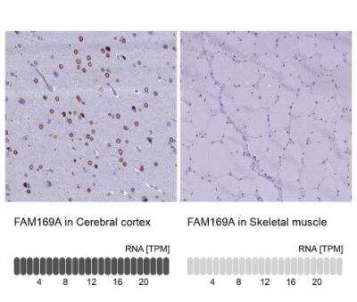 Immunohistochemistry-Paraffin: FAM169A Antibody [NBP1-93616] - Analysis in human cerebral cortex and skeletal muscle tissues using NBP1-93616 antibody. Corresponding FAM169A RNA-seq data are presented for the same tissues.