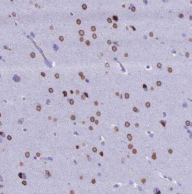Immunohistochemistry-Paraffin: FAM169A Antibody [NBP1-93616] - Staining of human cerebral cortex shows strong nuclear membrane positivity in neuronal cells.