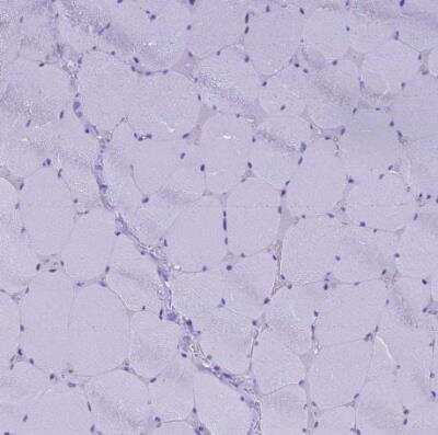 Immunohistochemistry-Paraffin: FAM169A Antibody [NBP1-93616] - Staining of human skeletal muscle shows no positivity in myocytes as expected.