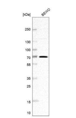 Western Blot: FAM169A Antibody [NBP1-93616] - Analysis in human cell line BEWO.