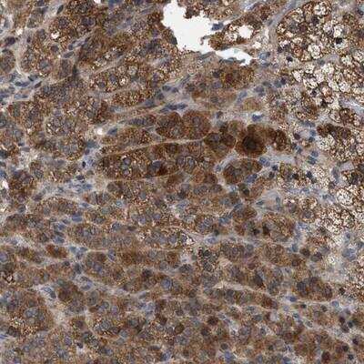 Immunohistochemistry-Paraffin: FAM171A2 Antibody [NBP1-93482] - Staining of human adrenal gland shows strong cytoplasmic positivity in cortical cells.