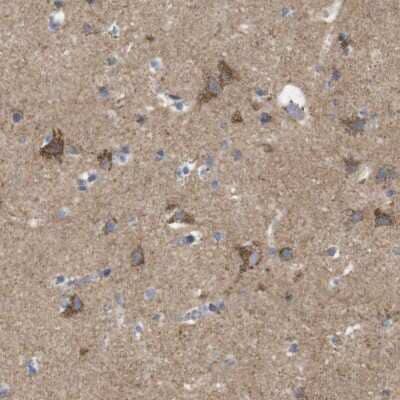 Immunohistochemistry-Paraffin: FAM171B Antibody [NBP1-93847] - Staining of human cerebral cortex shows moderate cytoplasmic positivity in neuronal cells.